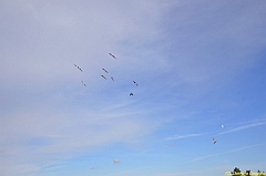 Venice kite festival_0623